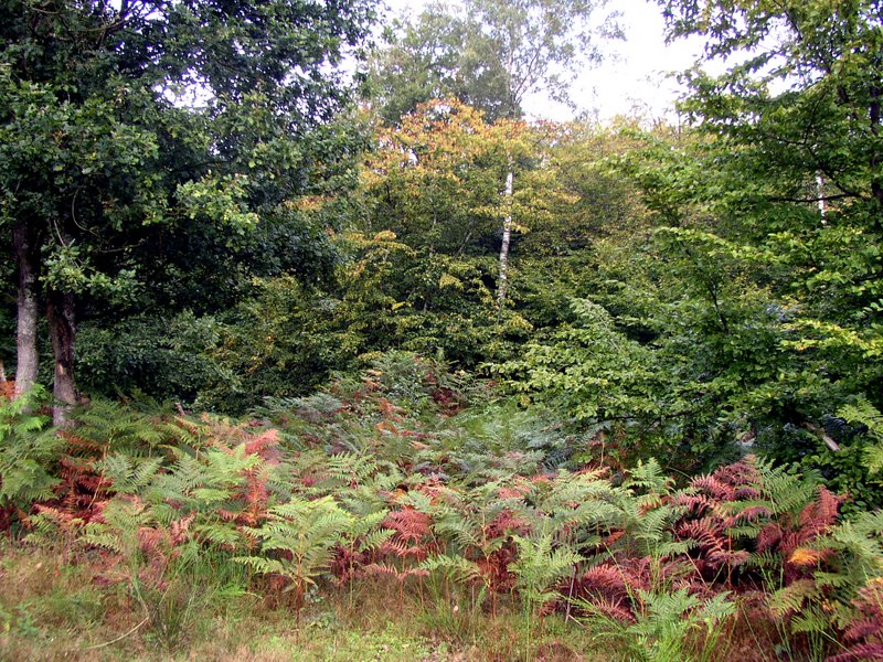 2011 09 04 Sortie Myco Croix Pater 03